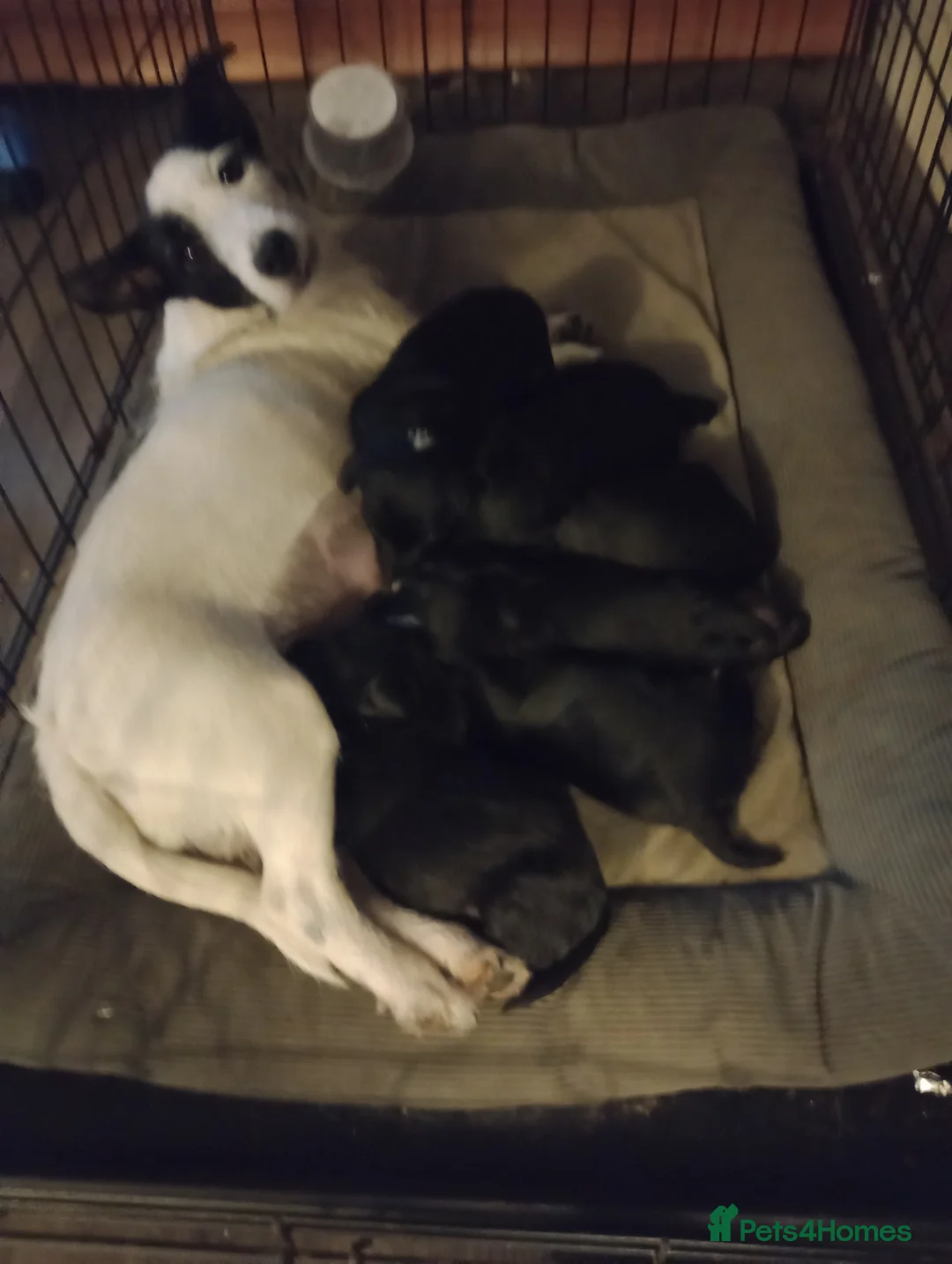 Jackapoo dogs for sale: Adorable Jacapoo,s - Advert 14