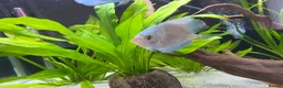Cichlids fish for sale: Discus - Advert 4