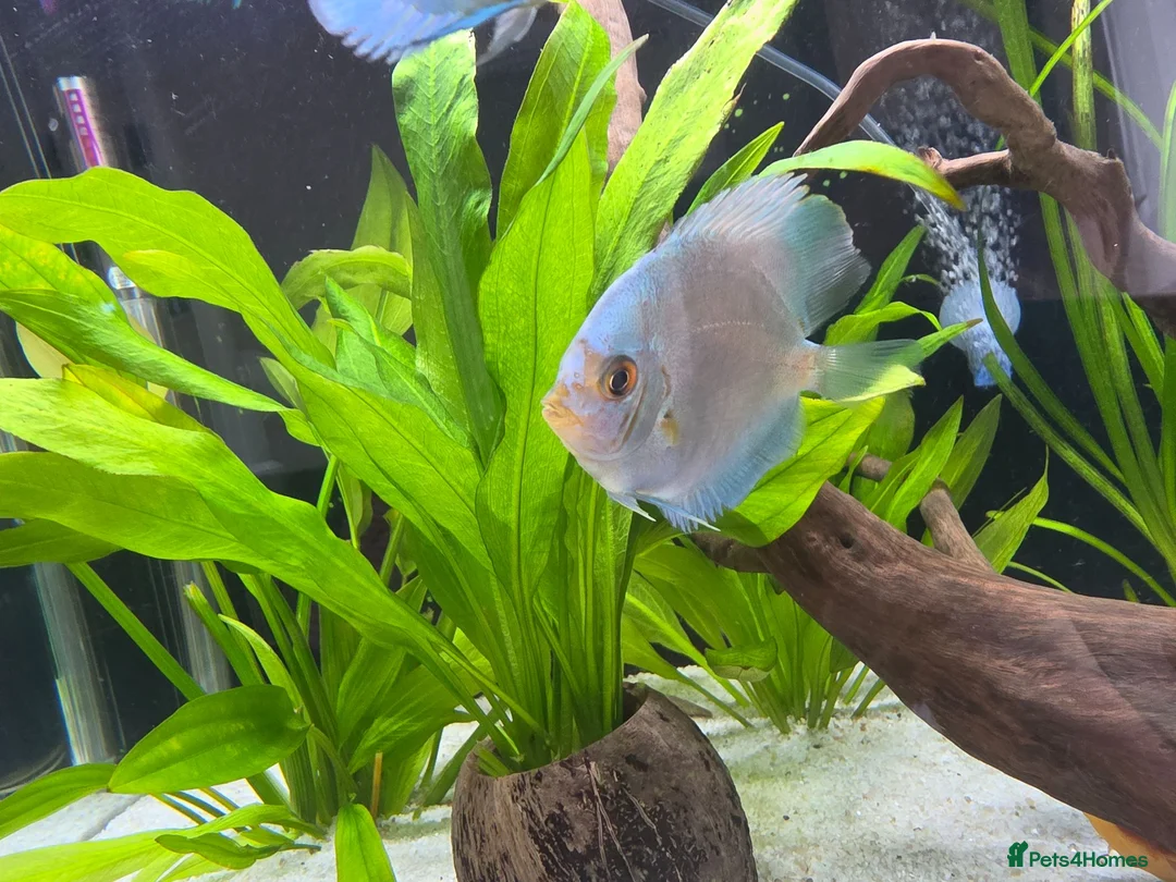 Cichlids fish for sale: Discus - Advert 4