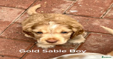 Cocker Spaniel dogs - Advert 7