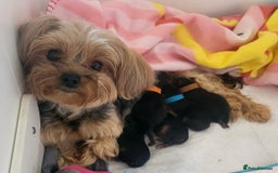 Yorkshire Terrier dogs for sale: Toy Yorkshire Terrier Puppies - Image 2