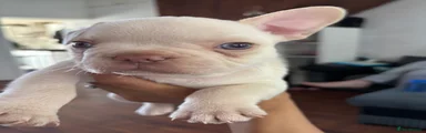 French Bulldog Puppy 5