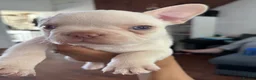 French Bulldog dogs for sale: French bulldog Puppies  - Advert 14