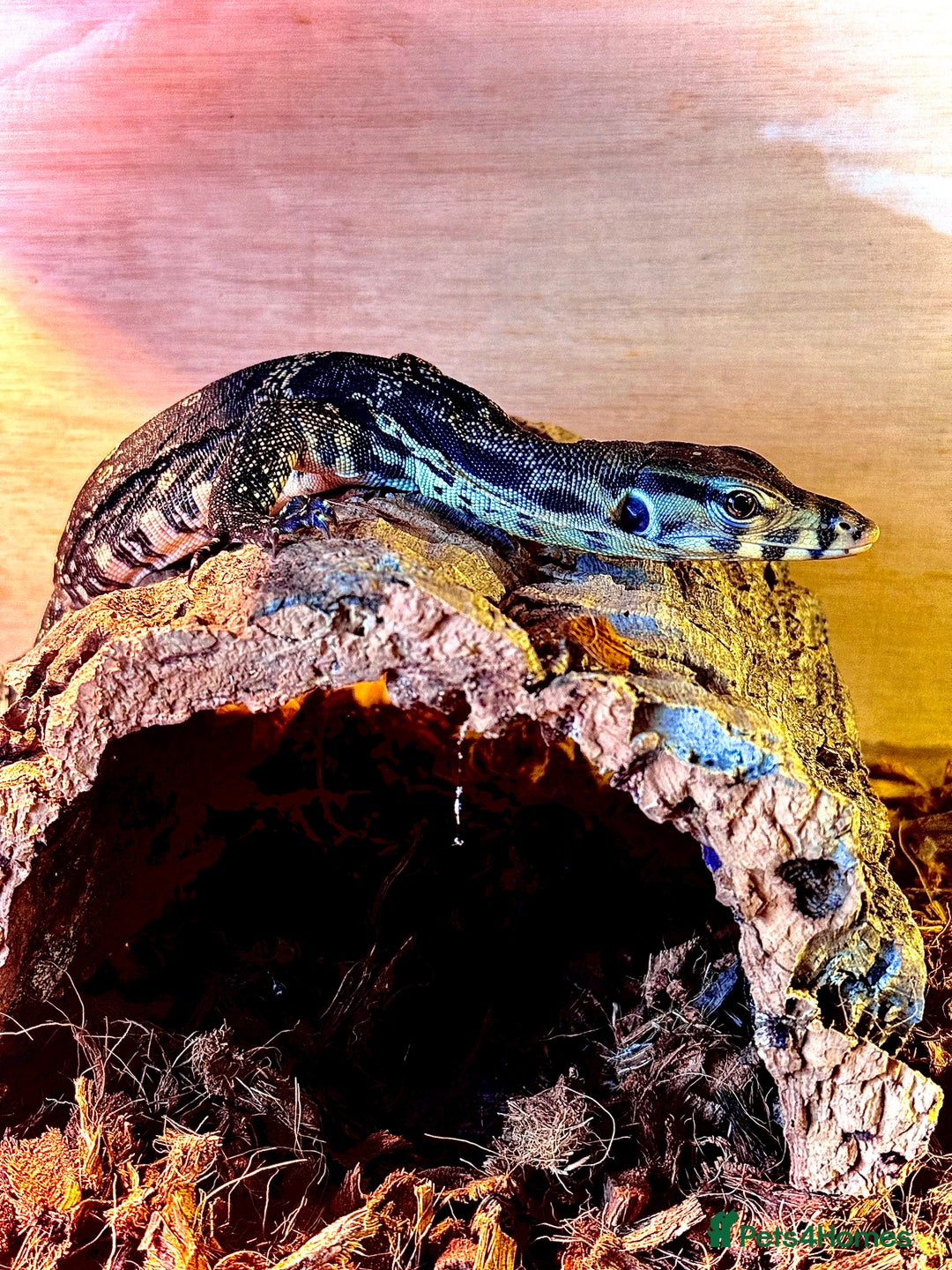 Monitor reptiles for sale: Asian water monitor - Advert 2