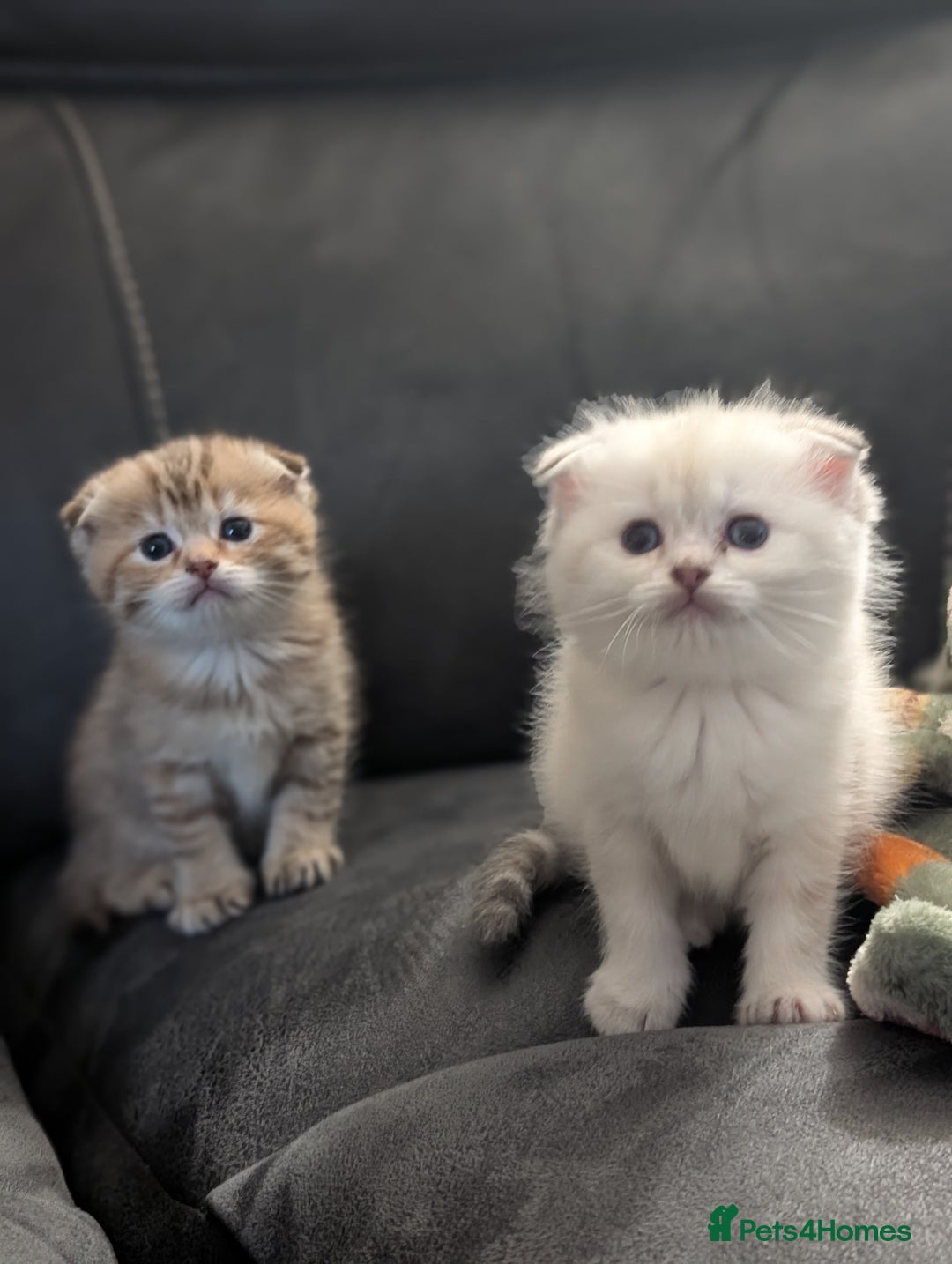 Mixed Breed cats for sale: Rare Ragfold kittens - Ready 26th January  - Advert 8