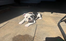 Olde English Bulldogge dogs for sale: LAST BABY GIRL both jabs microchipped pricedrop - Image 14