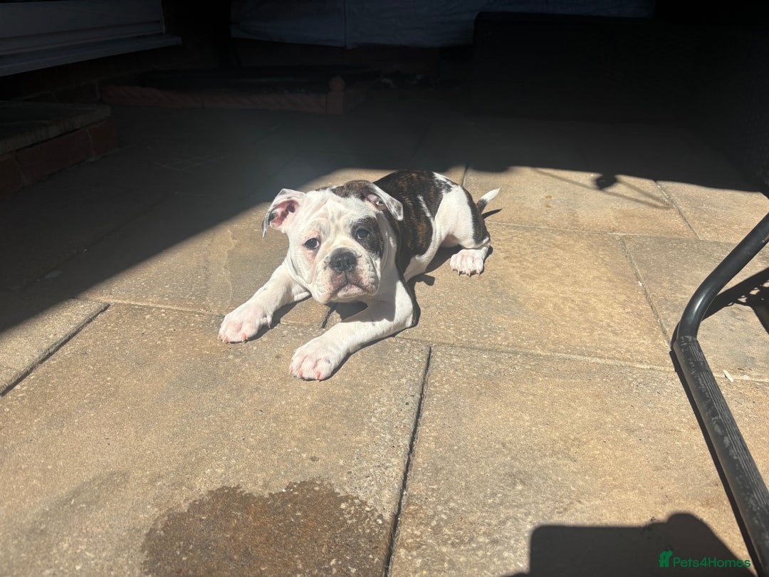 Olde English Bulldogge dogs for sale: LAST BABY GIRL both jabs microchipped pricedrop - Image 14