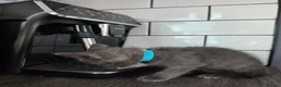 Mixed Breed cats for sale: Russian Blue x Main Coon cross  - Advert 20