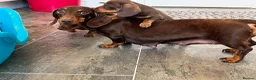 Miniature Dachshund dogs for sale: KC Reg Miniature Dachshund Puppies For Sale - Advert 22