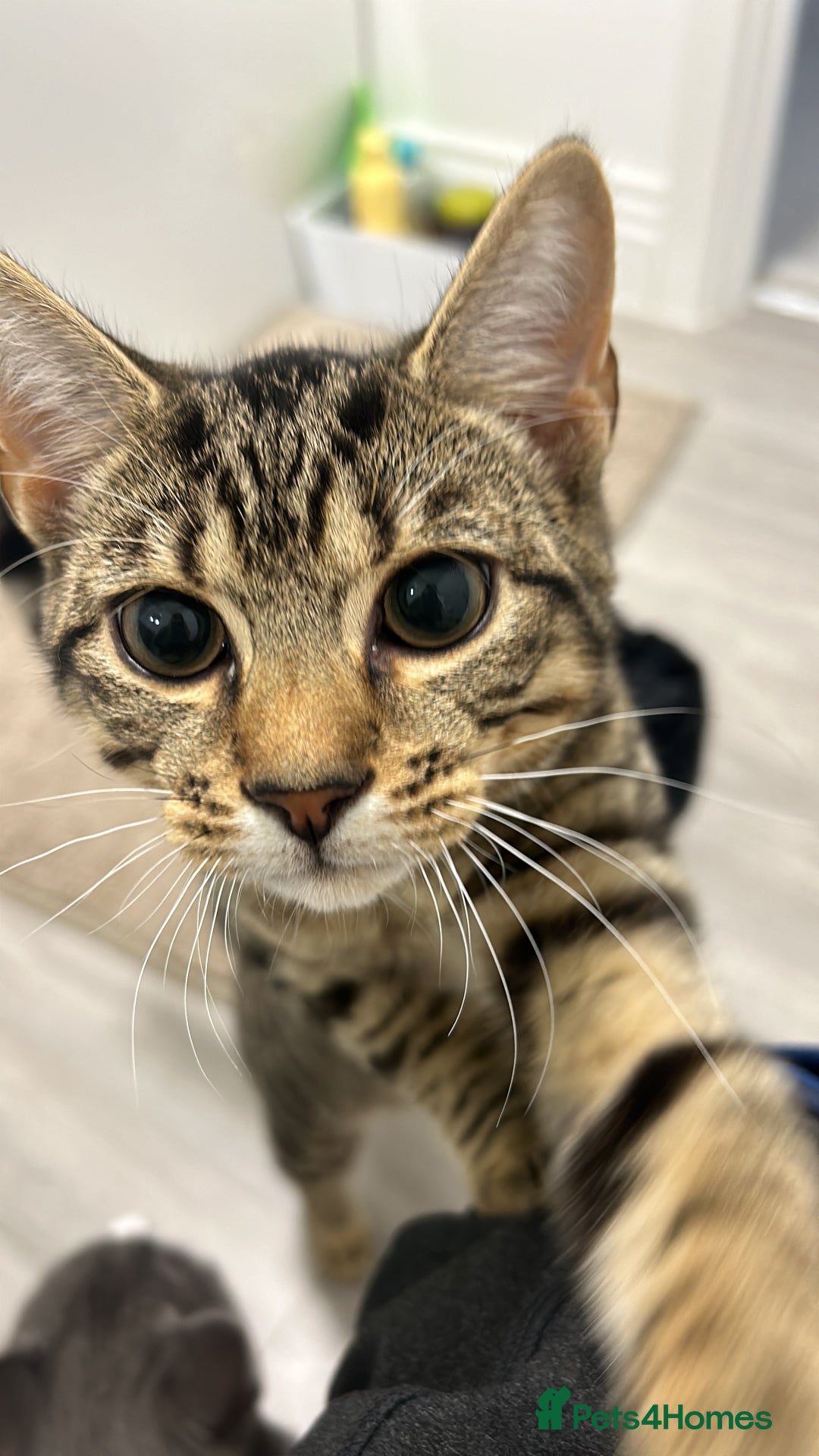 Mixed Breed cats for sale: 6 month old tabby kitten - Advert 3