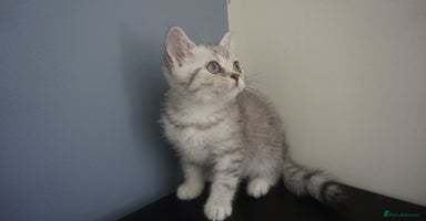British Shorthair cats - Advert 6