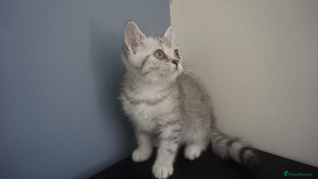 British Shorthair cats for sale: STUNNING British Shorthair Kittens Silver Tabbies - Image 4