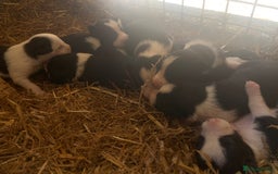 Border Collie dogs for sale: Choice of 9 sheepdog puppies up for selection!! - Image 6