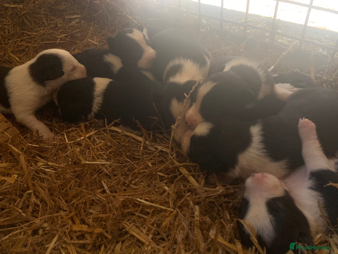 Border Collie dogs for sale: Choice of 9 sheepdog puppies up for selection!! - Image 6