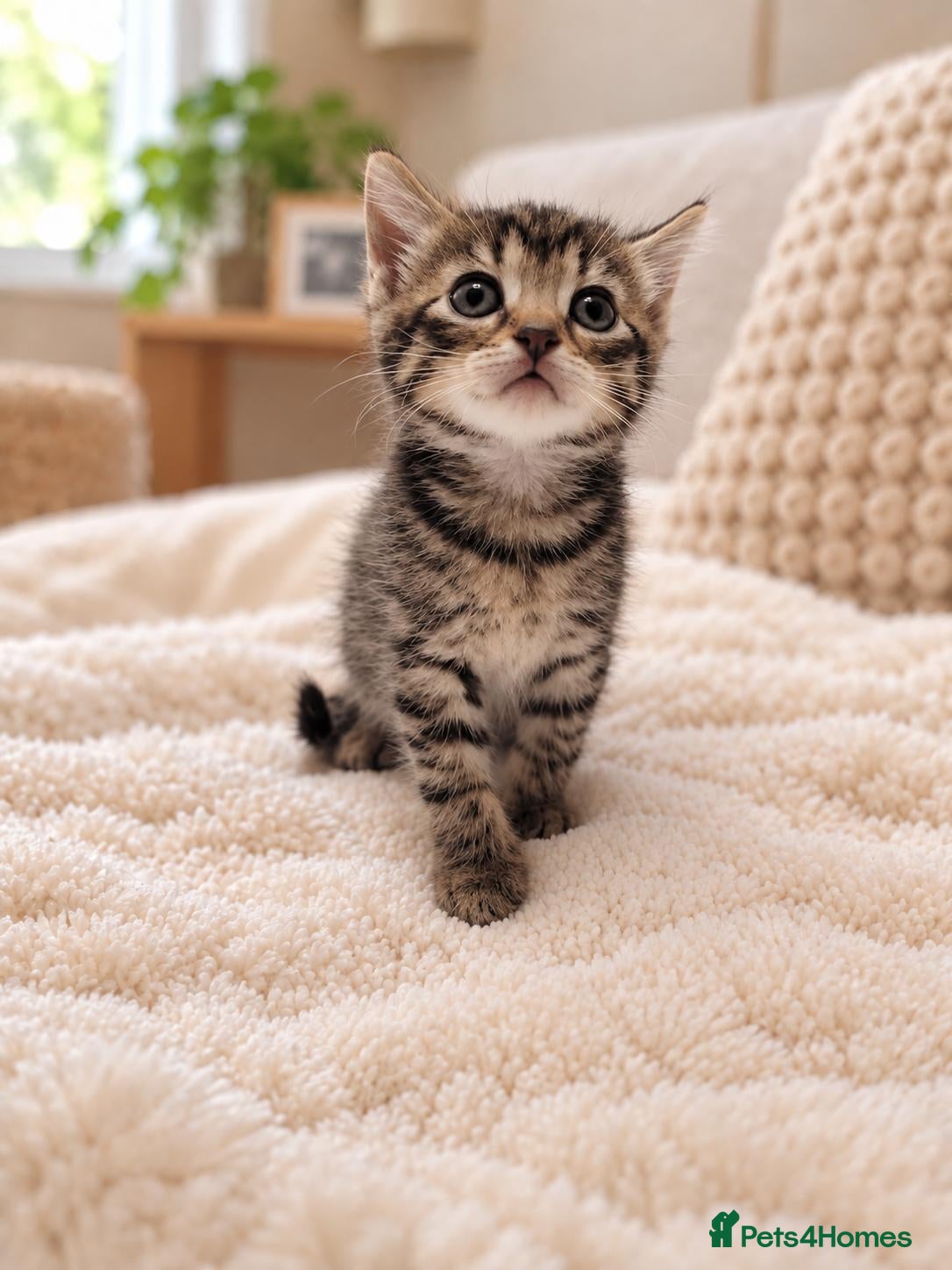 Mixed Breed cats Beautiful tabby kittens - Advert 1
