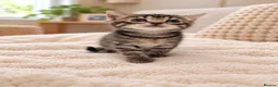 Mixed Breed cats for sale: Beautiful tabby kittens - Advert 1