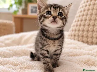 Mixed Breed cats Beautiful tabby kittens - Advert 2
