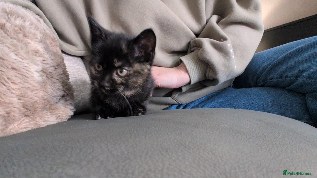 Mixed Breed cats for sale: One female - Advert 8