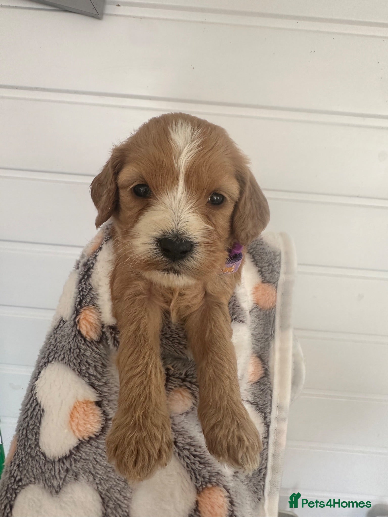 Cockapoo dogs F1 cockapoo girl puppies  - Advert 7