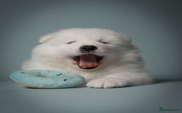 Samoyed dogs for sale: Magical Samoyed Puppies *READY NEXT WEEK* in Corby - Image 5