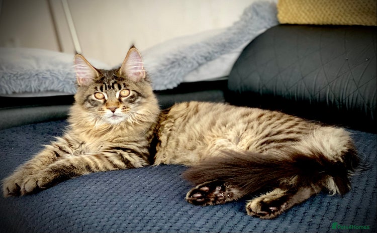 Maine Coon cats in Peterborough - Advert 8