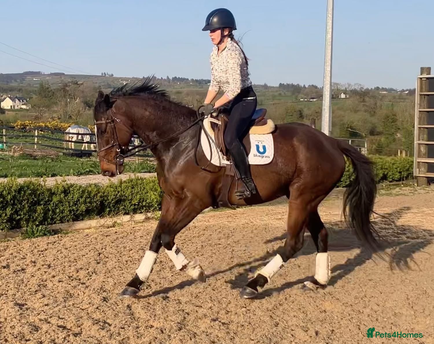 Irish Sports horses Fantastic opportunity to produce  - Advert 1