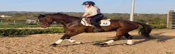 Irish Sports horses for sale: Fantastic opportunity to produce  - Advert 1