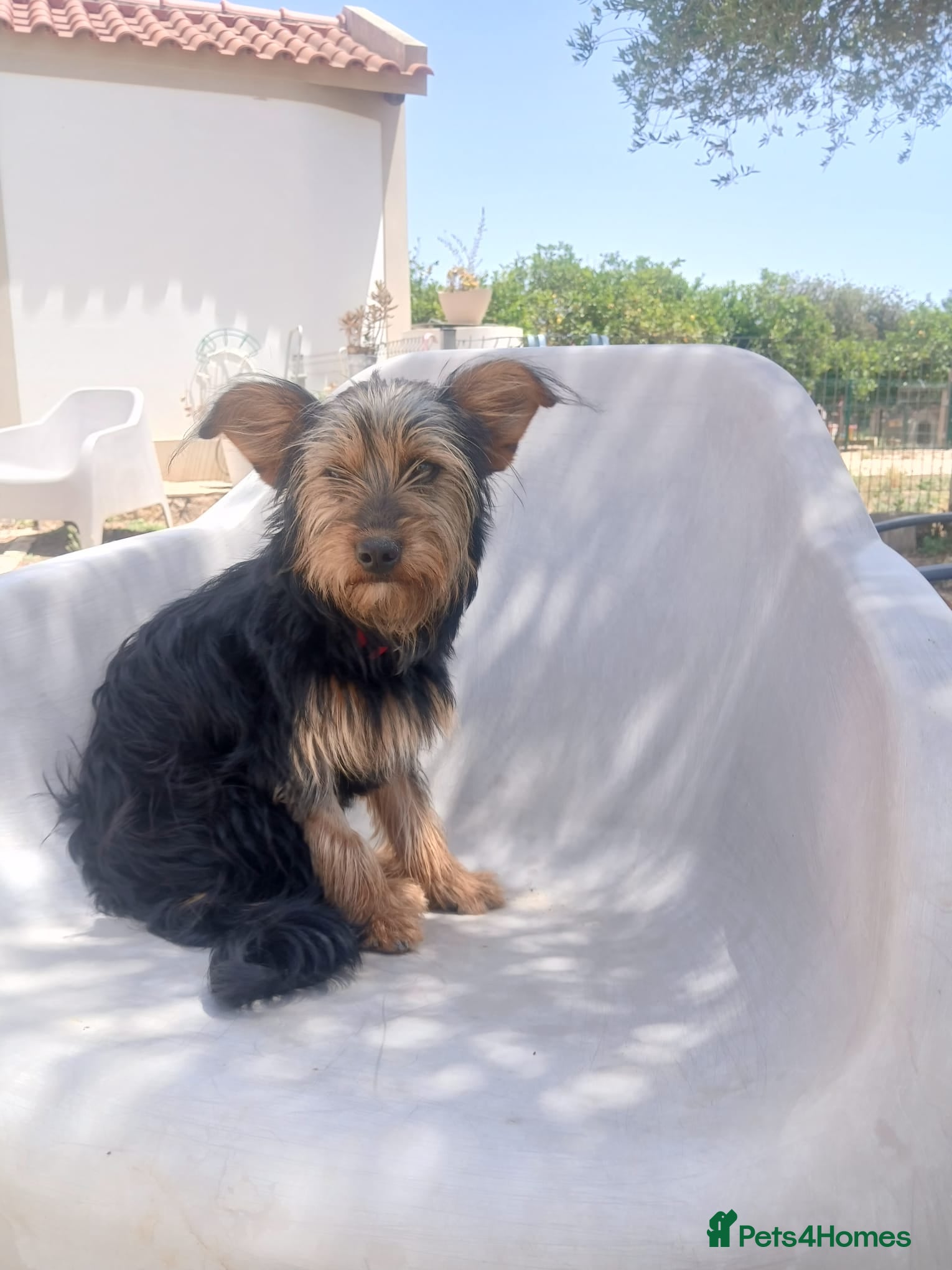 Mixed Breed dogs Little Luna - Advert 1
