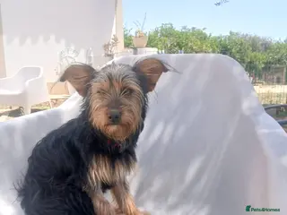 Mixed Breed dogs Little Luna - Advert 1