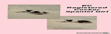 Cocker Spaniel 3