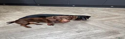 Dachshund dogs for sale: 2 lovely dachshunds - Advert 3