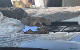 Miniature Dachshund dogs for stud: Miniature daschund stud  - Image 3