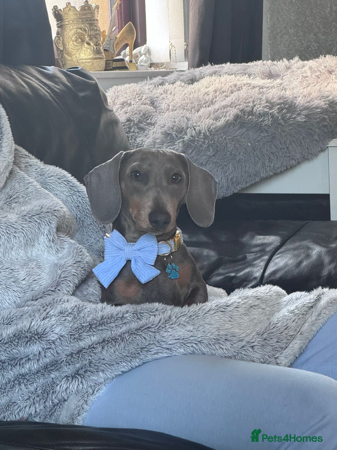 Miniature Dachshund dogs for stud: Miniature daschund stud  - Image 3