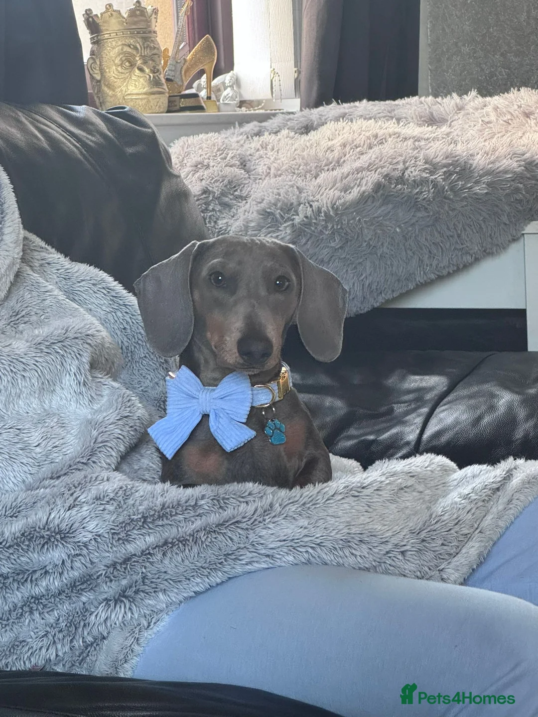 Miniature Dachshund dogs for stud: Miniature daschund stud  - Advert 3