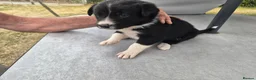 Border Collie dogs for sale: Border collie puppy 1 dog available  - Advert 5