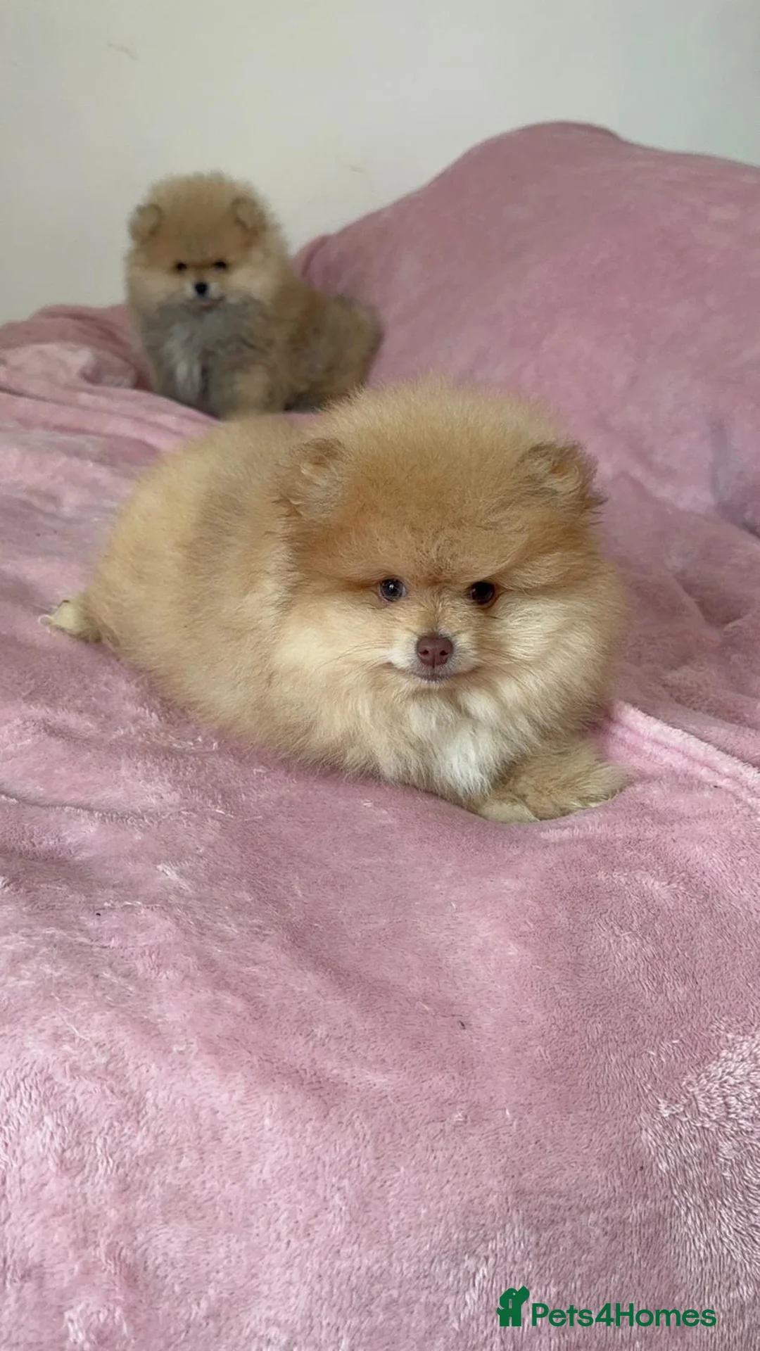 Pomeranian dogs for sale: Ready to go Excellent Pomeranian - Advert 27