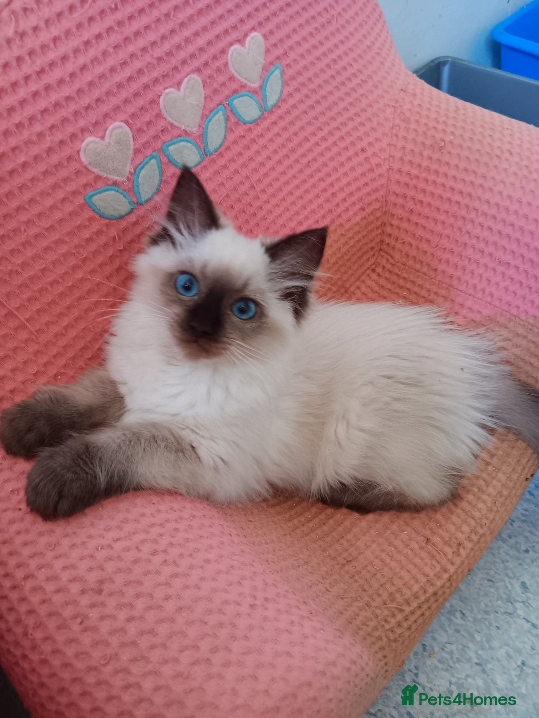Ragdoll cats for sale: Pedigree Ragdoll kittens for sale - Image 1