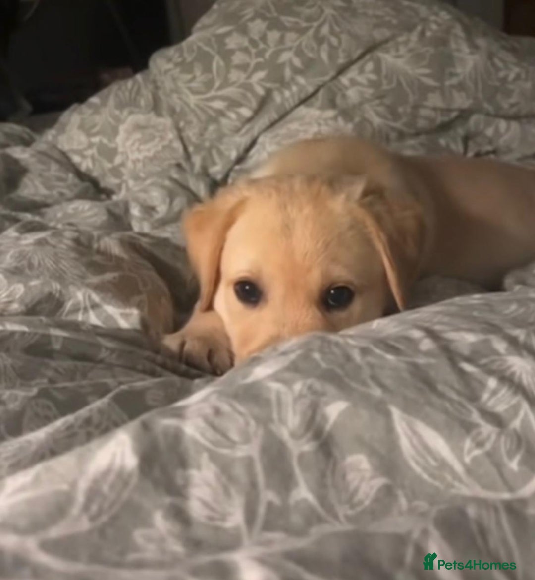 Labrador Retriever dogs for sale: Labrador retriever puppie for sale  - Advert 5