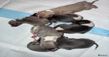 Whippet dogs - Advert 4
