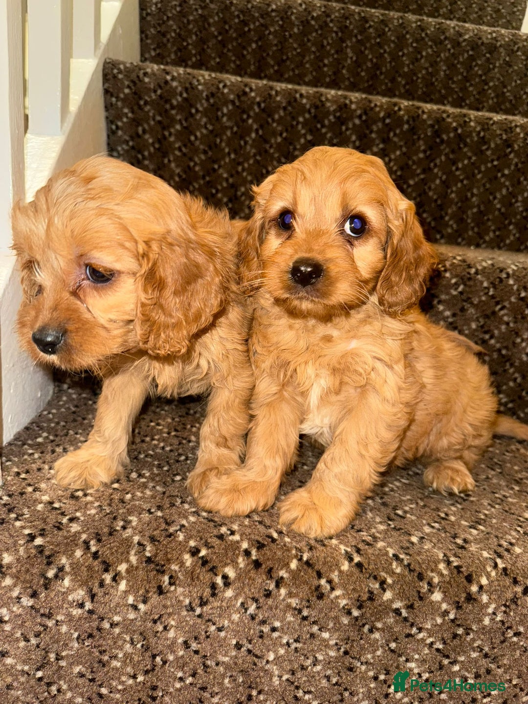 Cavapoo dogs for sale: Cavapoo Puppies - Advert 9