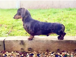 Miniature Dachshund dogs 🌟KC Registered Silver Dapple Miniature Dachshund - Advert 15