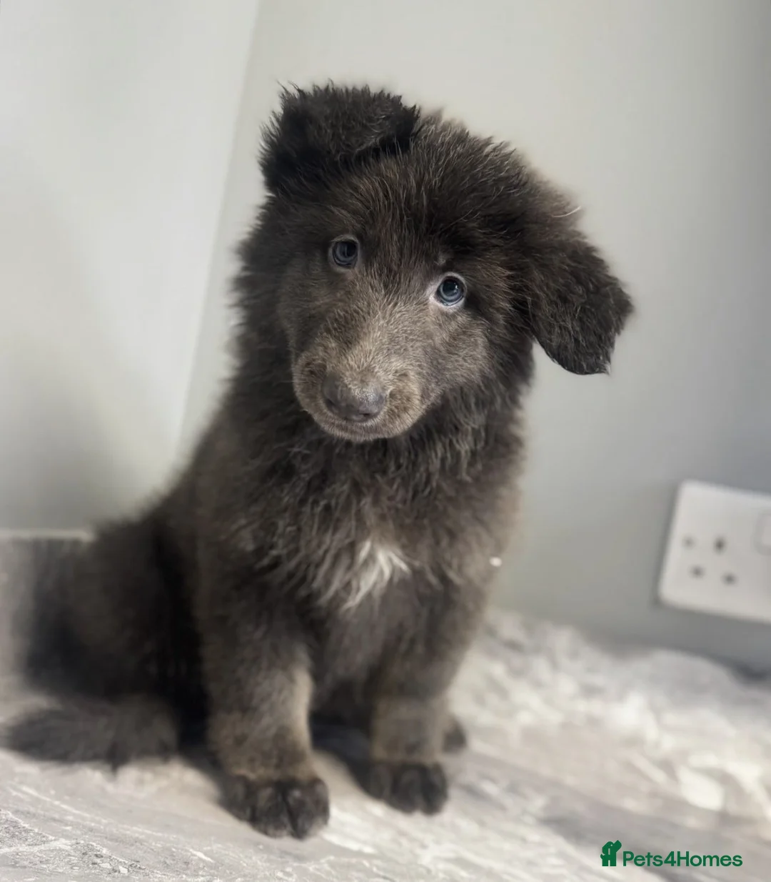 German Shepherd dogs for sale: beautiful blue bi-colour GSD  - Advert 2