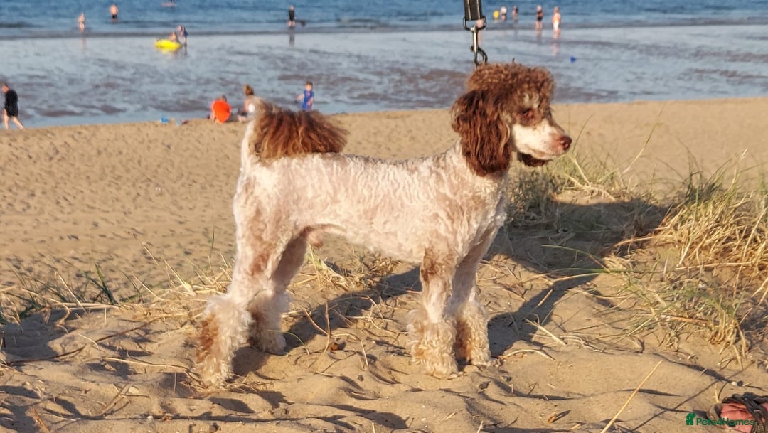 Toy Poodle dogs for stud: KC REGISTERED HEALTH TESTED TOY POODLE in Chester-le-Street - Advert 2