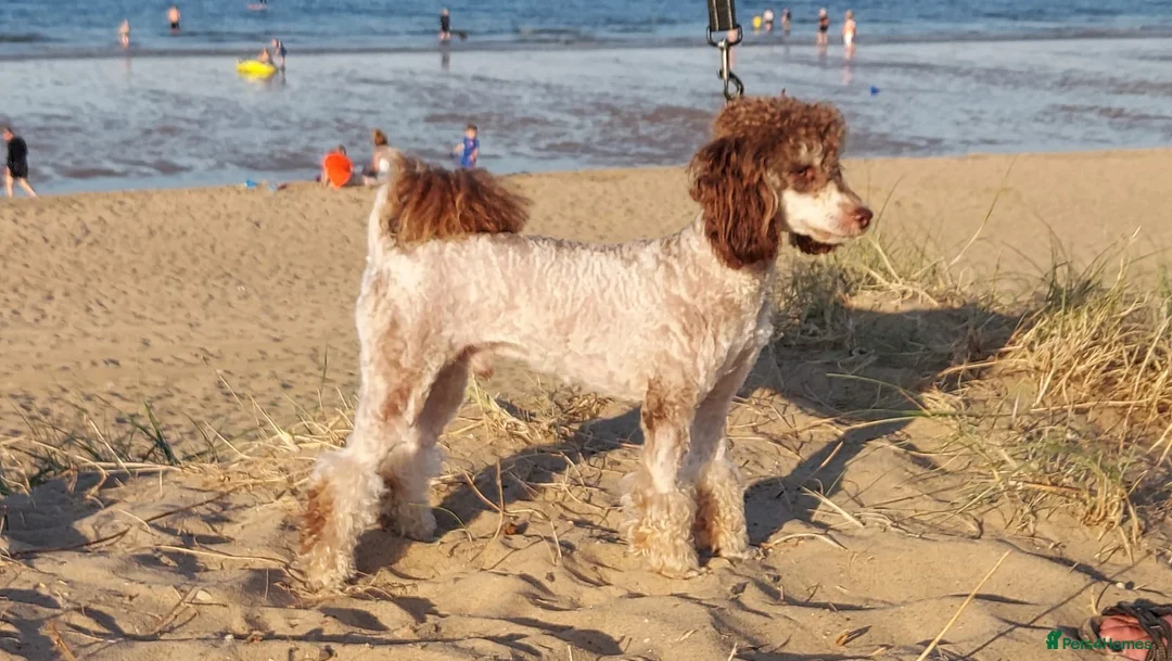 Toy Poodle dogs for stud: KC REGISTERED HEALTH TESTED TOY POODLE in Chester-le-Street - Advert 2