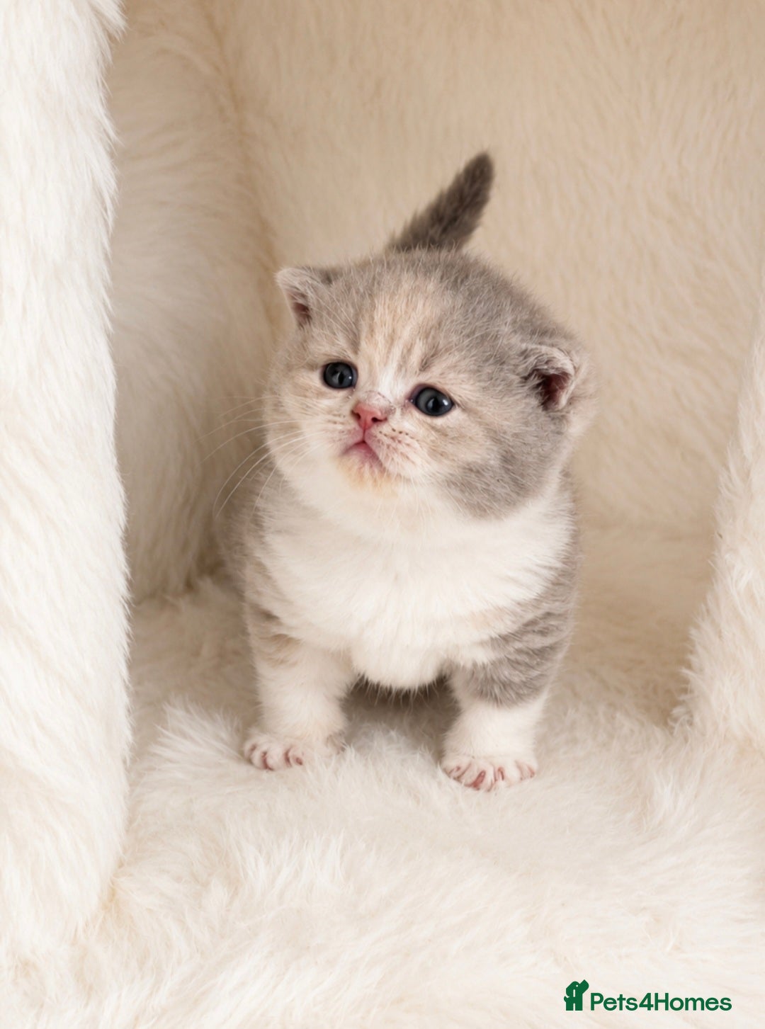 British Shorthair cats Exceptional quality British shorthair kittens  - Advert 2