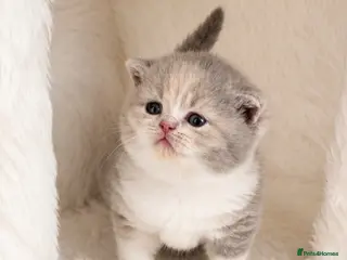 British Shorthair cats Exceptional quality British shorthair kittens - Advert 3