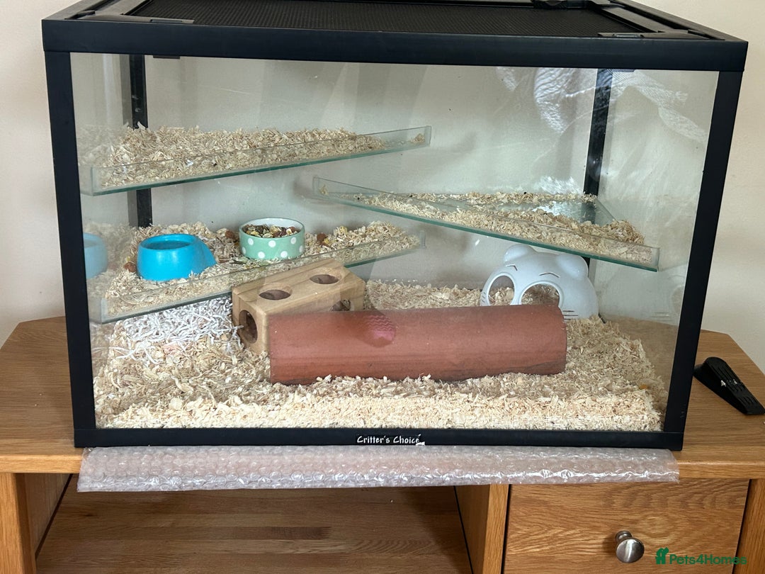Hamster rodents for sale: Dwarf hamster - Image 2