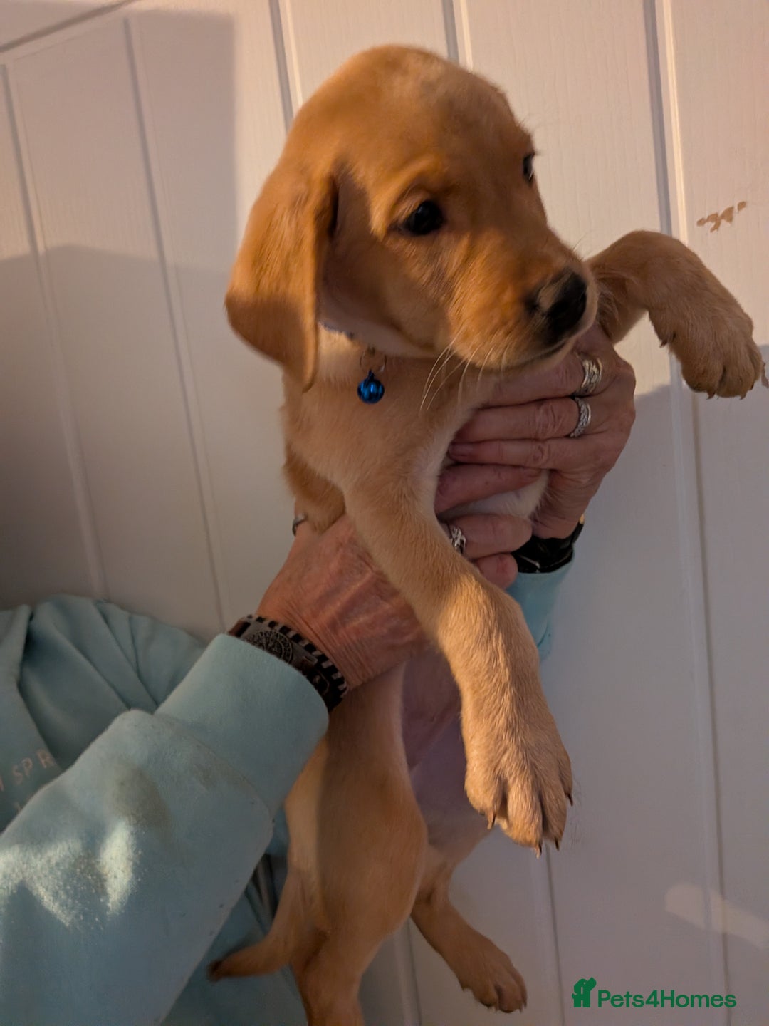 Labrador Retriever dogs for sale: 9 stunning Labrador retrievers 8 weeks old  - Advert 18