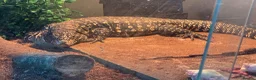 Lizard reptiles for sale: Tagu male  - Advert 3