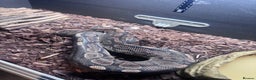 Python Snake reptiles for sale: Royal Python - Advert 4